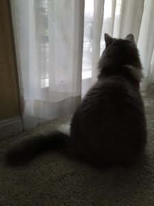 Purr Paws watching out the window