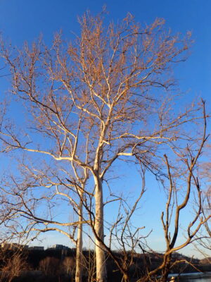 A winter-bare tree along a bank of the Allegheny River, illuminated by the setting sun.