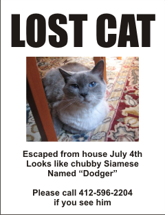 LOST CAT - Escaped from house July 4th - Looks like chubby siamese - Named 'Dodger'