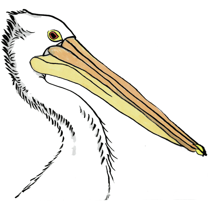 Pelican 01 04