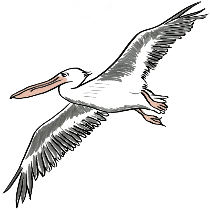 Pelican 02 03